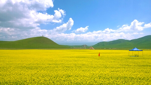 油菜花图片