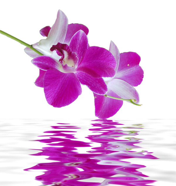 漂浮在水中的花朵图片