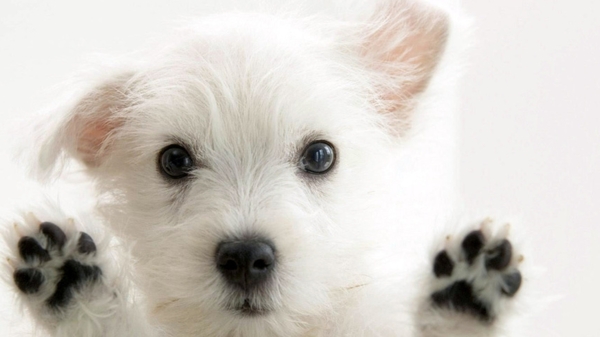 可爱的小白狗图片
