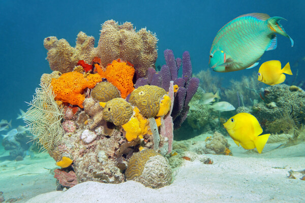 海底里的鱼和珊瑚图片