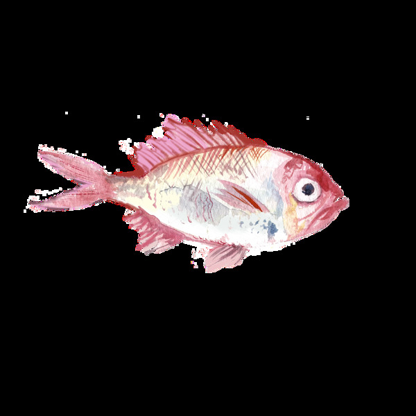 红色鱼水彩手绘透明素材