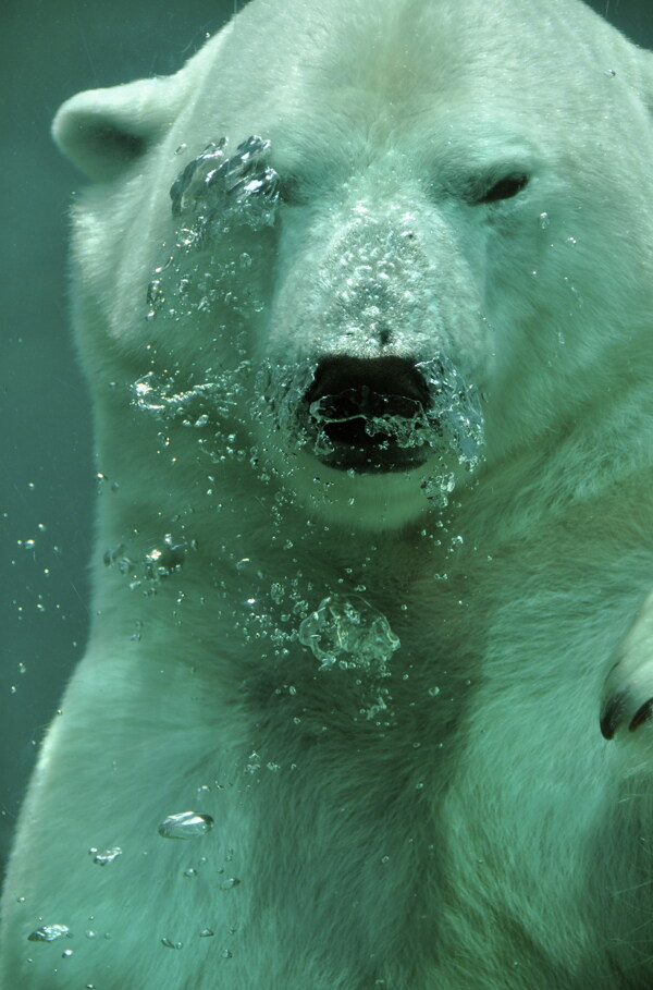 水中北极熊图片