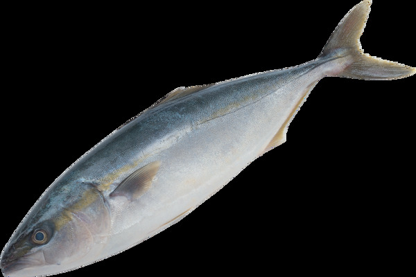 银灰色鱼类图片免抠png透明图层素材