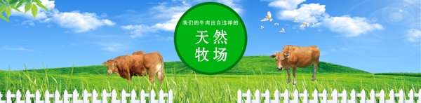 畜牧业网页banner