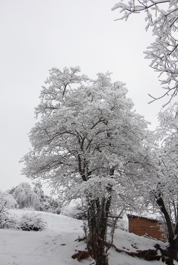 雪景图片