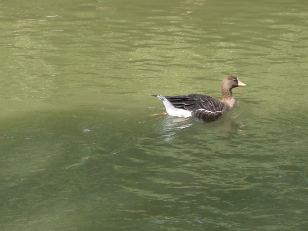 一只在碧绿的微波荡漾的湖水中嬉水的水鸟