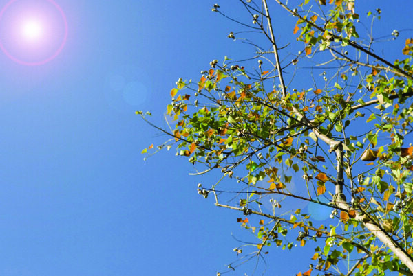 阳光光晕下的绿树梢图片