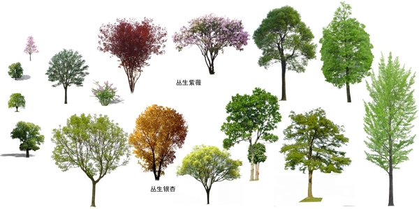 景观树种