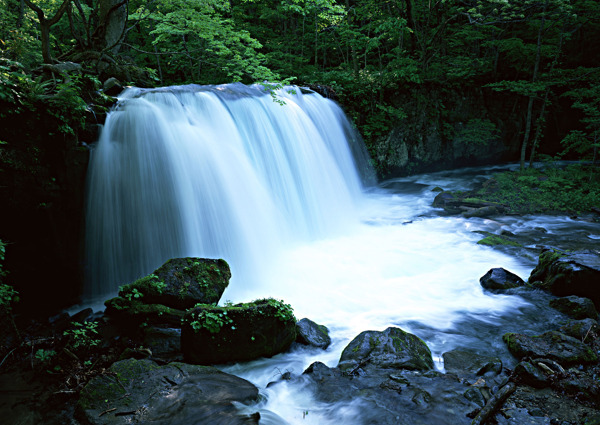 树植物水风景