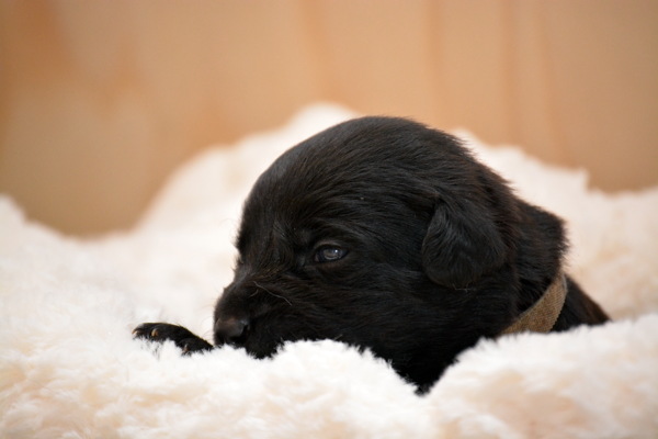超可爱小黑狗图片