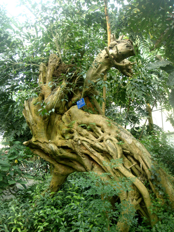 热带植物榕树图片