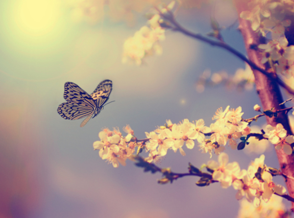 美丽的梨花蝴蝶