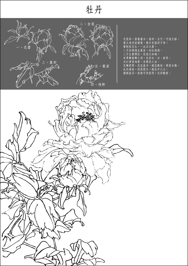 矢量白描牡丹花