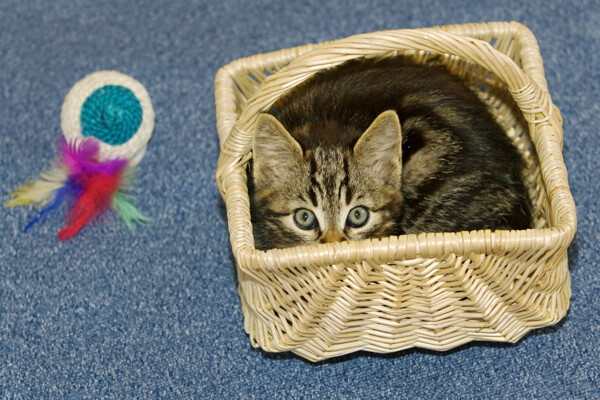 竹篮里的小猫图片