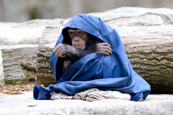 披着衣服的猩猩摄影图片