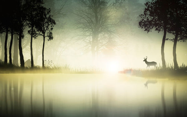 晨雾小鹿图片