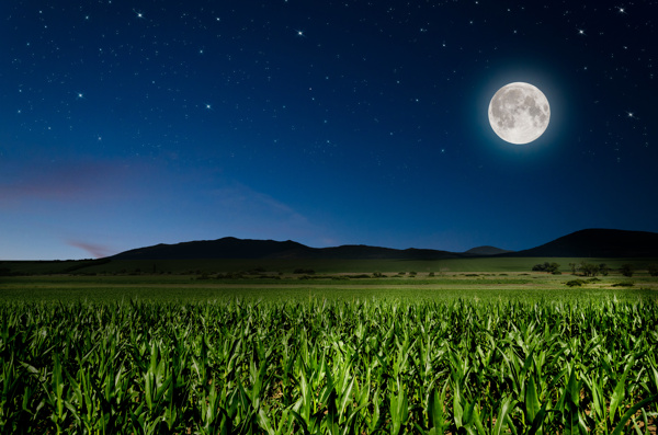 夜空挂着圆月与玉米地作物高清图片