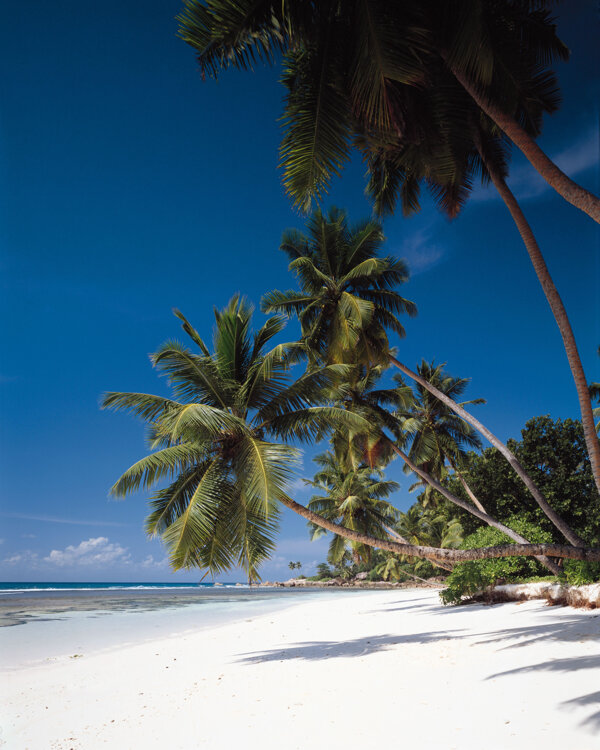 沙滩椰树图片