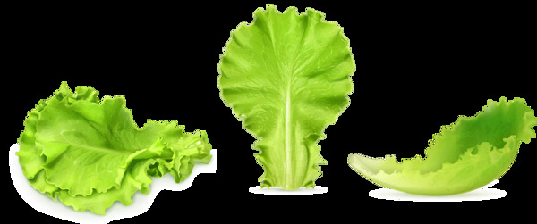 绿色生菜叶子png元素