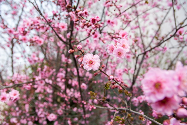 粉色梅花图片大全