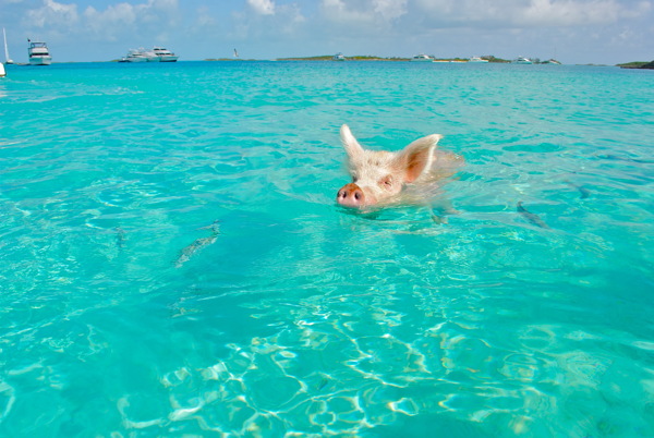 大海里游泳的猪图片