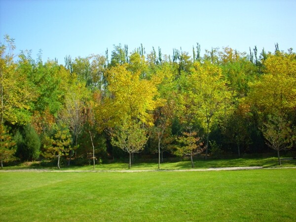 秋天的树林.草地