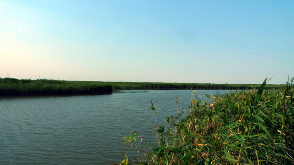 芦苇荡旁的湿地湖泊图片