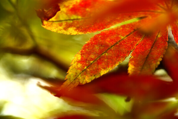深秋红叶