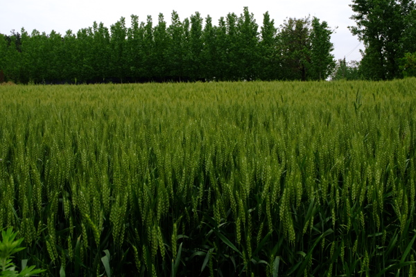 绿麦田图片