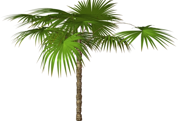 热带棕榈树免抠psd透明素材
