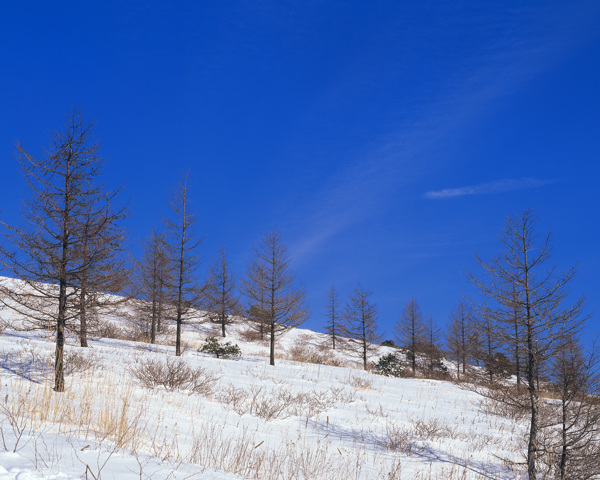 蓝色的雪景