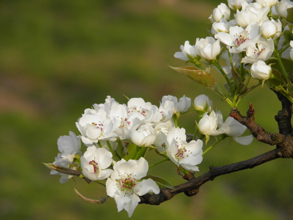春天梨花花朵高清