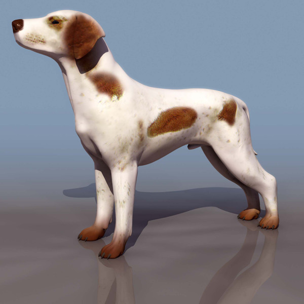 BOXER狗模型02