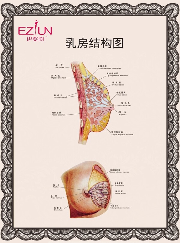 胸部结构图图片