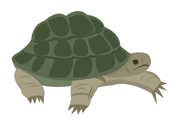 手绘爬动的乌龟插画