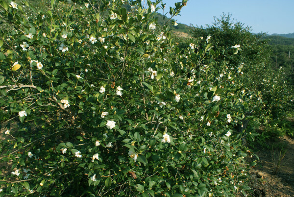 油茶树