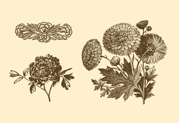 植物装饰画图片