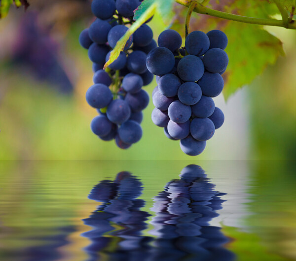 葡萄美誉葡萄蓝紫色葡萄图片