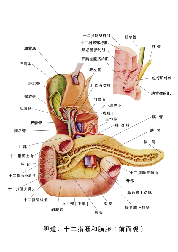 医疗人体科室挂图2胆道十二指肠和胰