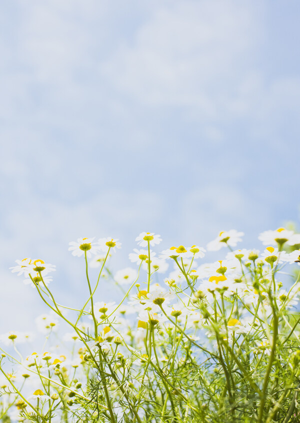 高清图库素材阳光鲜花