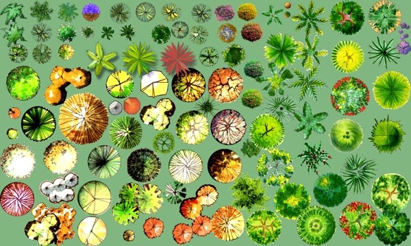 常用的园林PS植物平面图例