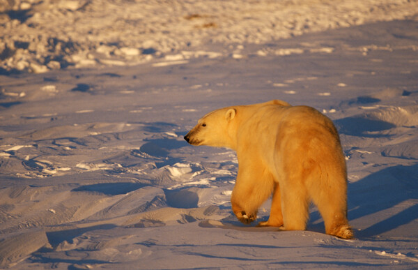 被阳光照射到身体的北极熊图片
