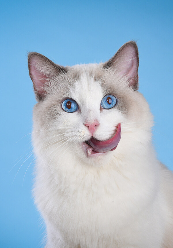蓝眼睛的布偶猫