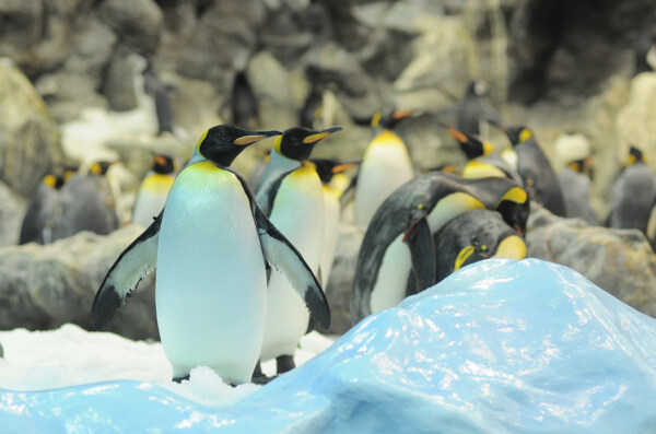 成群的企鹅图片