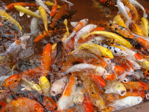 金色锦鲤鱼图片