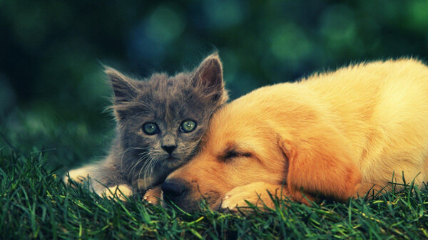 宠物猫与狗的友谊