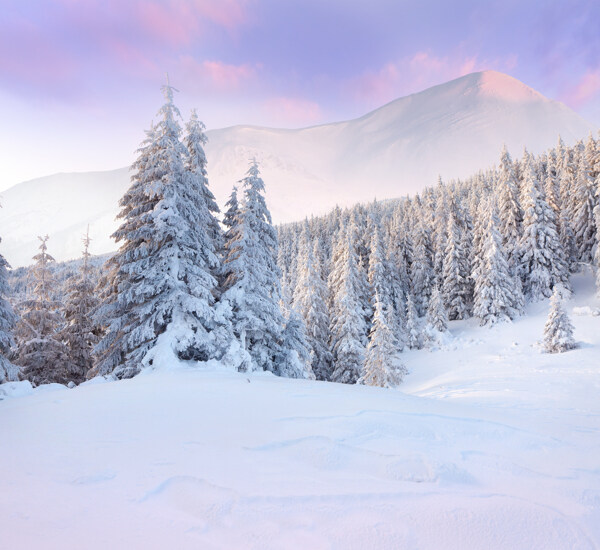 美丽的冬天树林风景图片