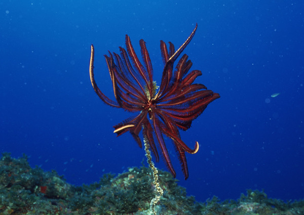 海洋生物