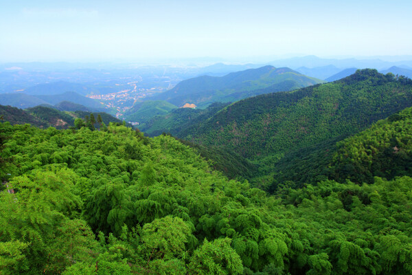 森林风景图片