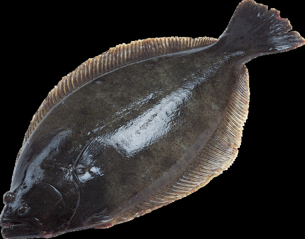 深色鱼类图片免抠png透明图层素材